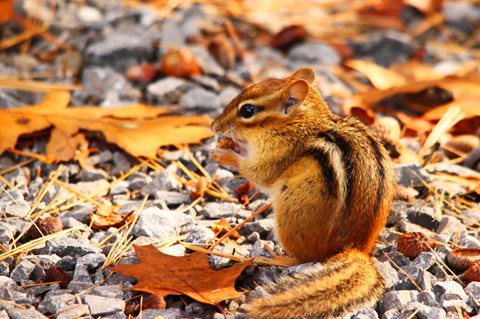 image of Chipmunk Foraging For Food